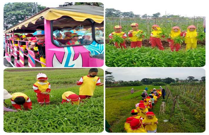 Anak - Anak TK . AL IRSYAD dan KB AL - IRSYAD 02 Bergembira di Kebun Kangkung